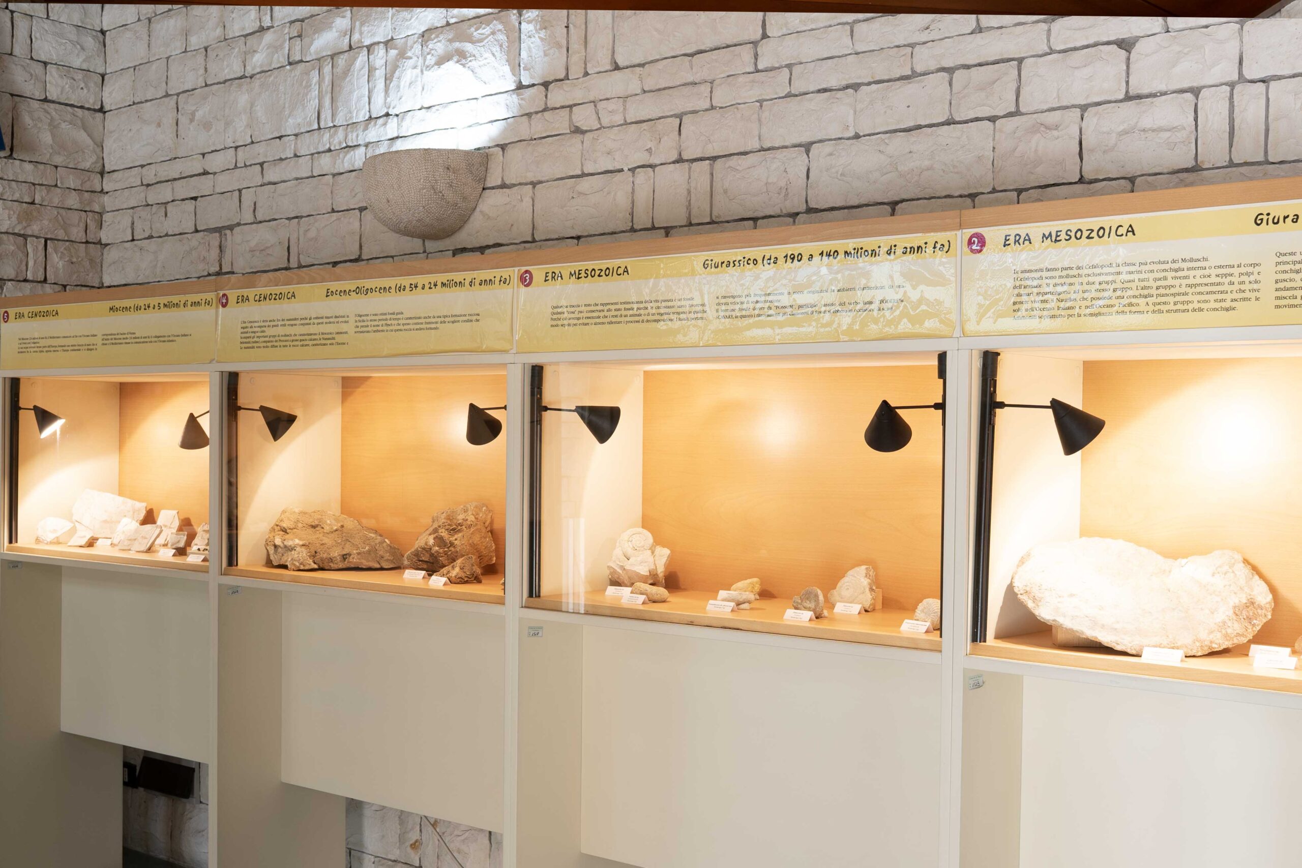 sezione Paleontologica – Museo di Prizzi